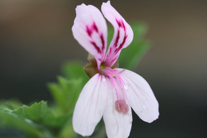 PELARGONIUM pseudoglutinosum flower
