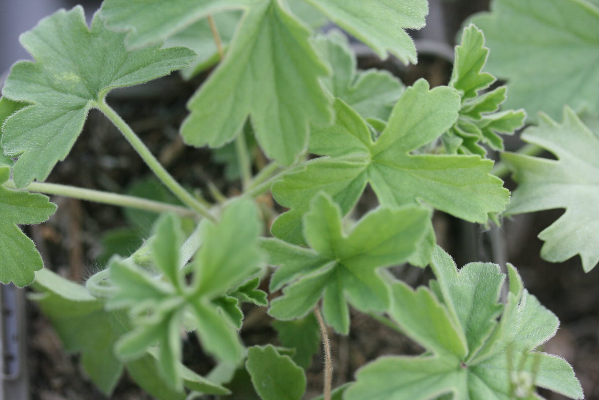 PELARGONIUM quinquelobatum leaf