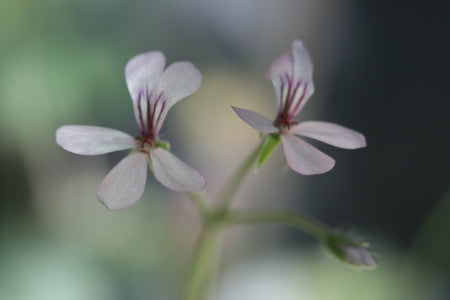 PELARGONIUM quinquelobatum flower