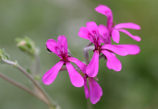 PELARGONIUM reniforme flower