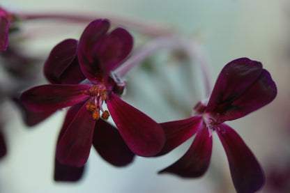 PELARGONIUM sidoides flower