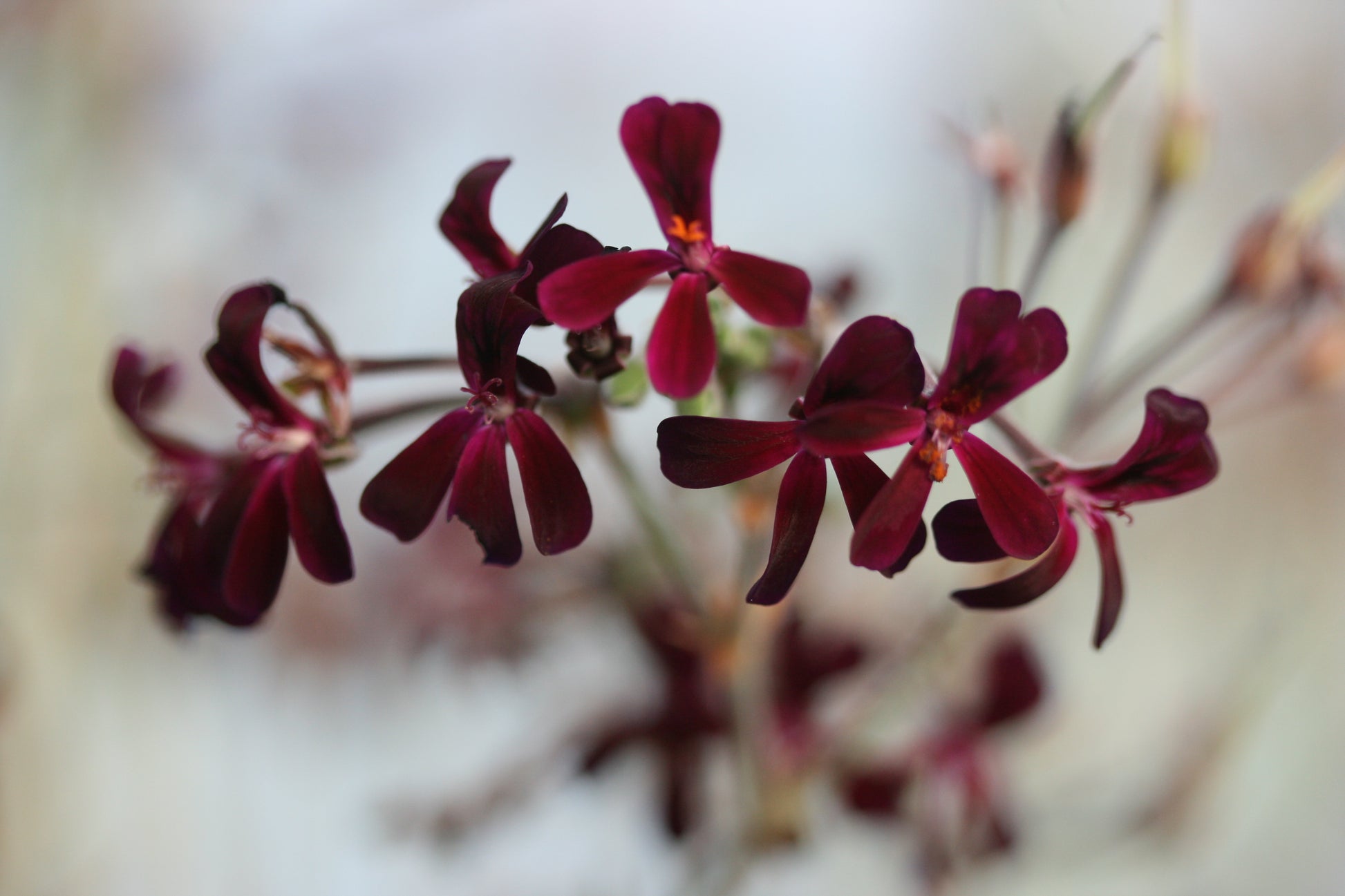 PELARGONIUM sidoides flower