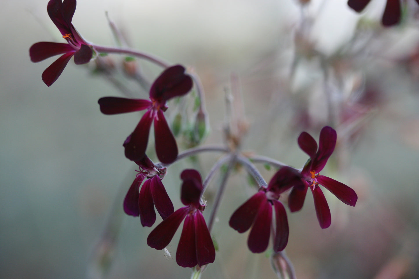 PELARGONIUM sidoides flower