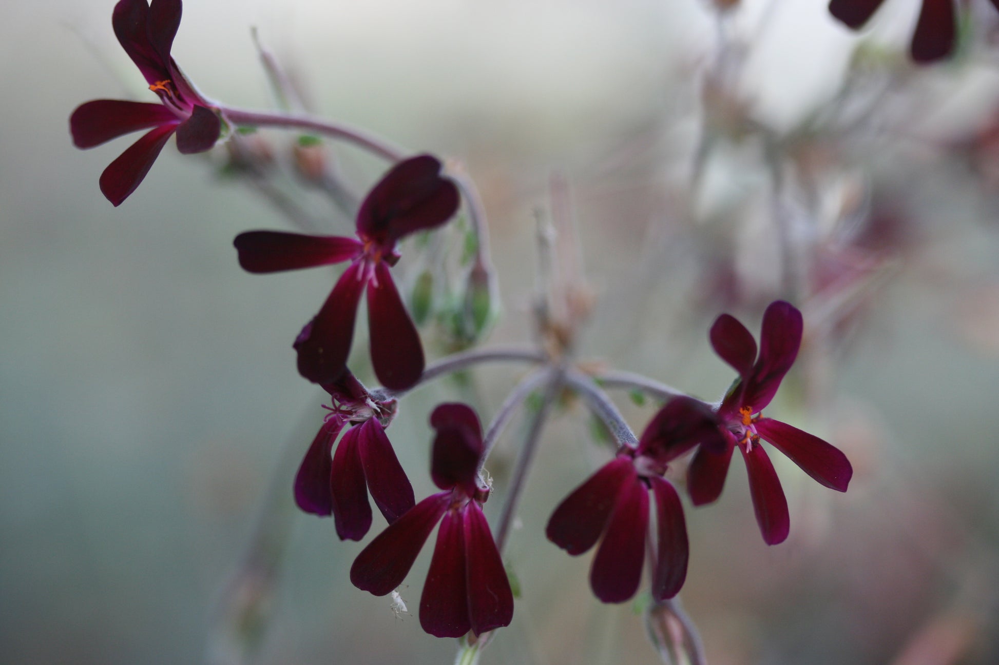 PELARGONIUM sidoides flower