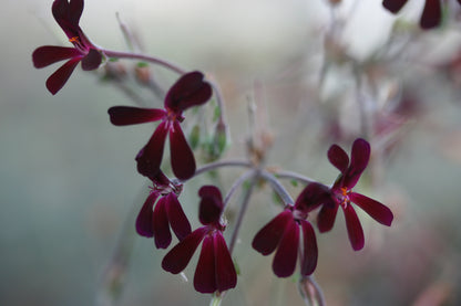 PELARGONIUM sidoides flower