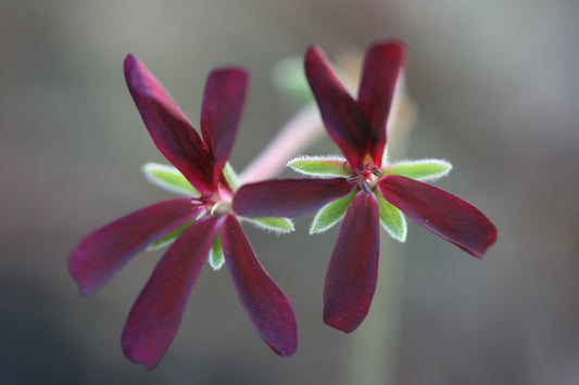 PELARGONIUM sidoides Black Form flower