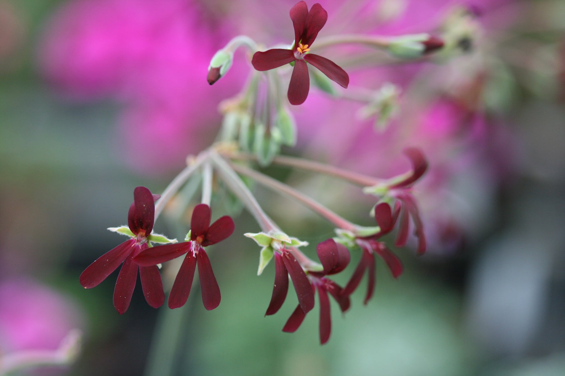 PELARGONIUM sidoides Black Form flower