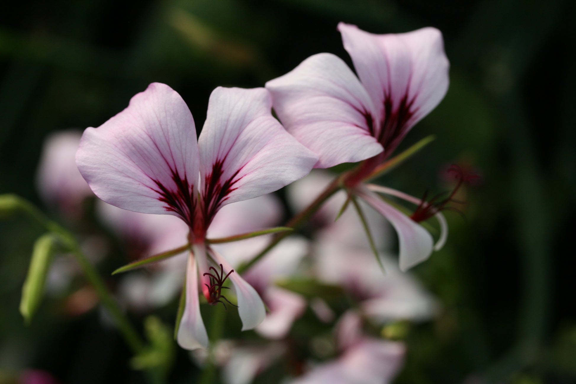 PELARGONIUM tetragonum flower