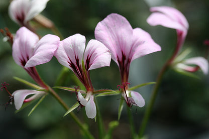 PELARGONIUM tetragonum flower