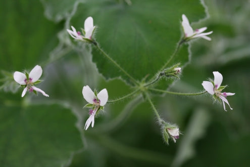 PELARGONIUM tomentosum flower