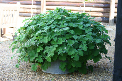 PELARGONIUM tomentosum potted plant