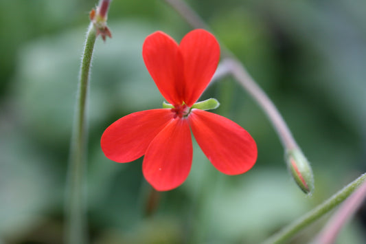 PELARGONIUM tongaense close-up flower
