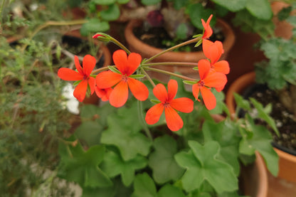 Orange flowers with green leaves in a garden setting