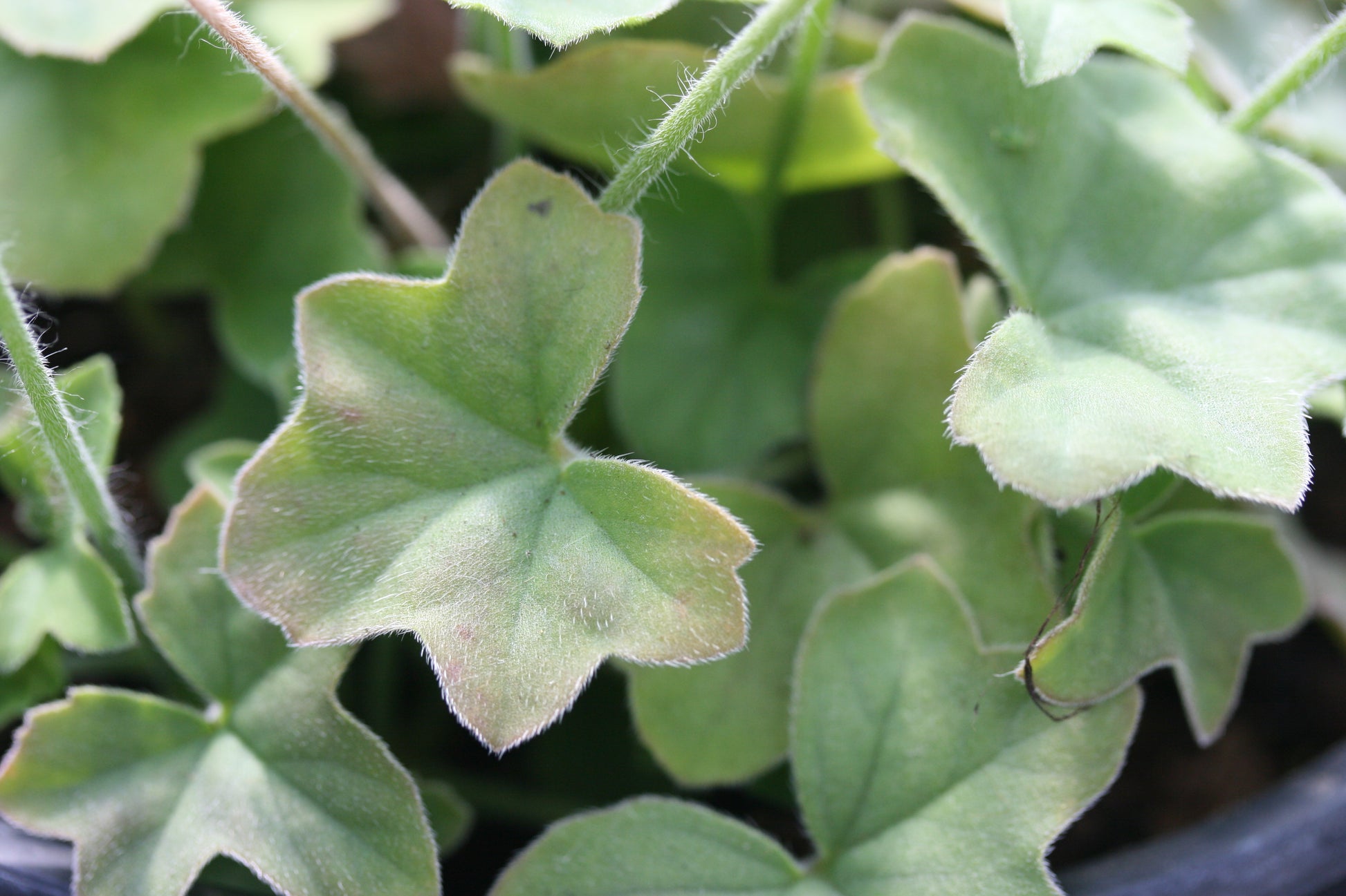 PELARGONIUM tongaense leaf