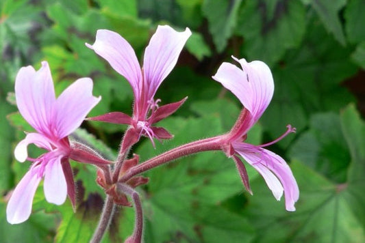 PELARGONIUM transvaalense flower