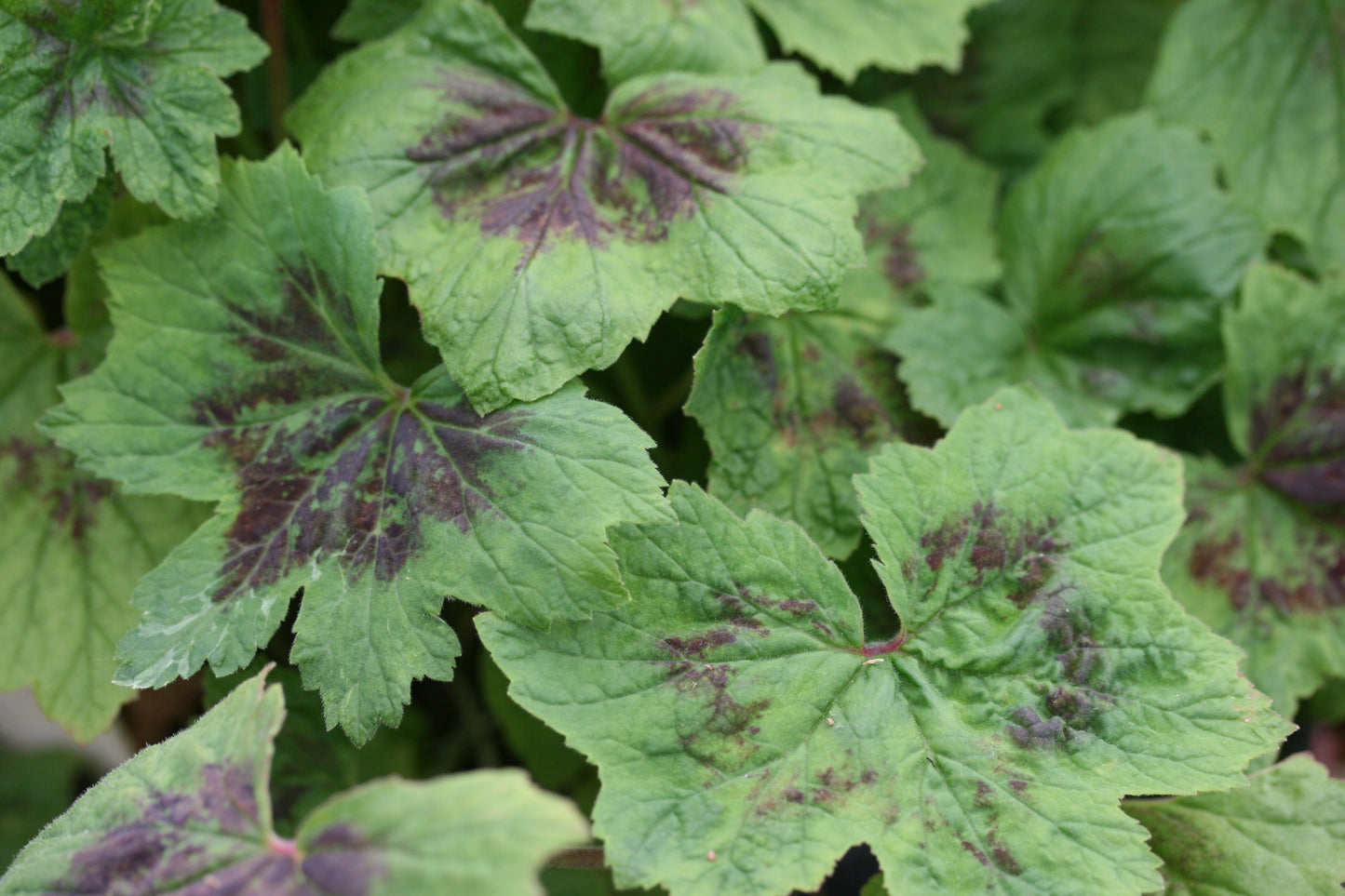 PELARGONIUM transvaalense leaf
