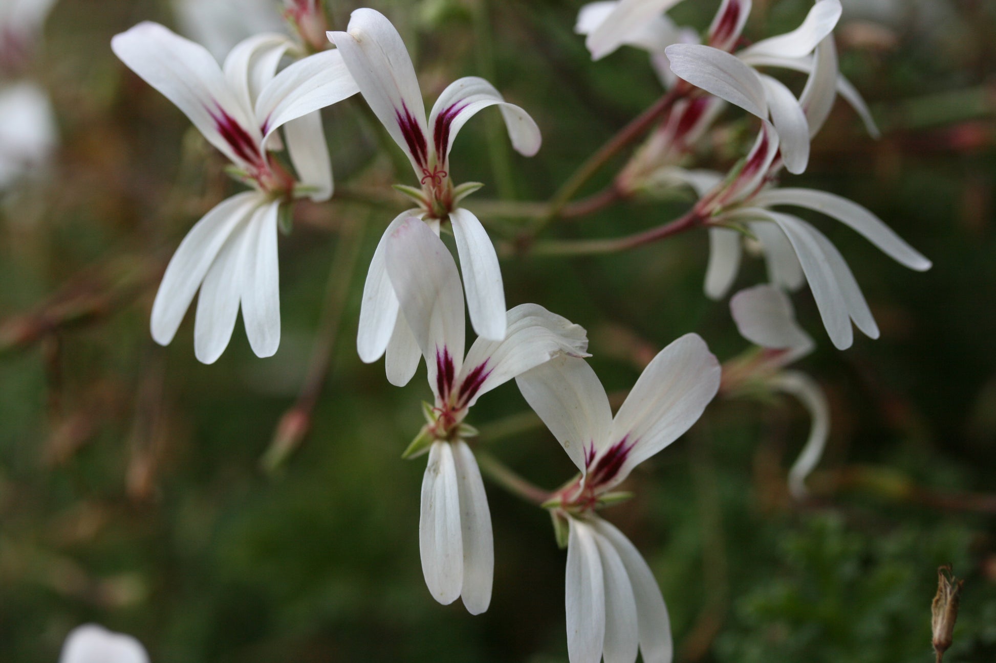 PELARGONIUM trifidum flower