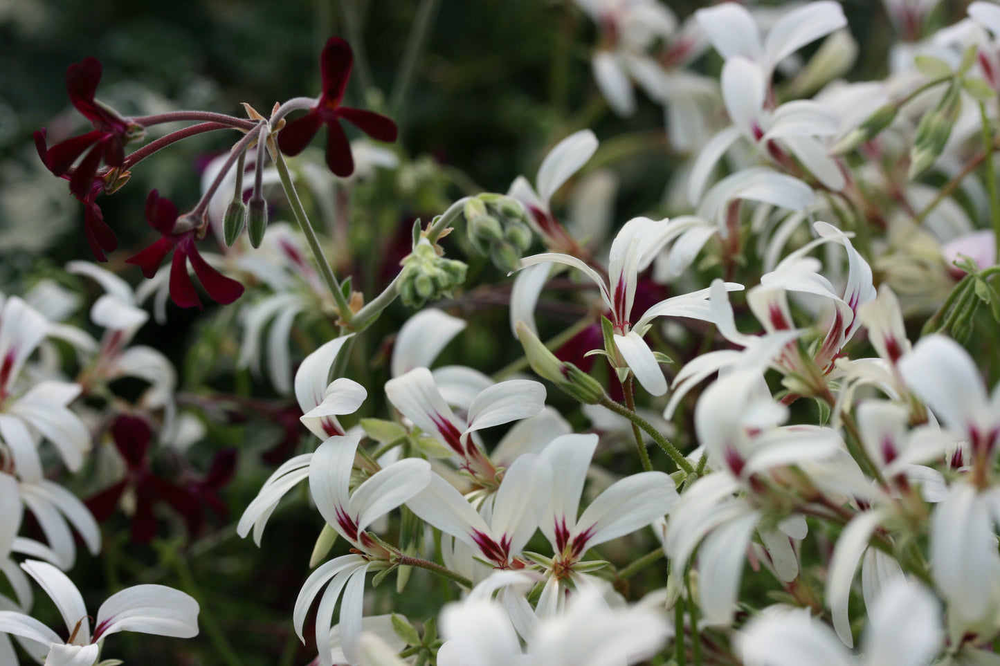 PELARGONIUM trifidum and sidoides flowers