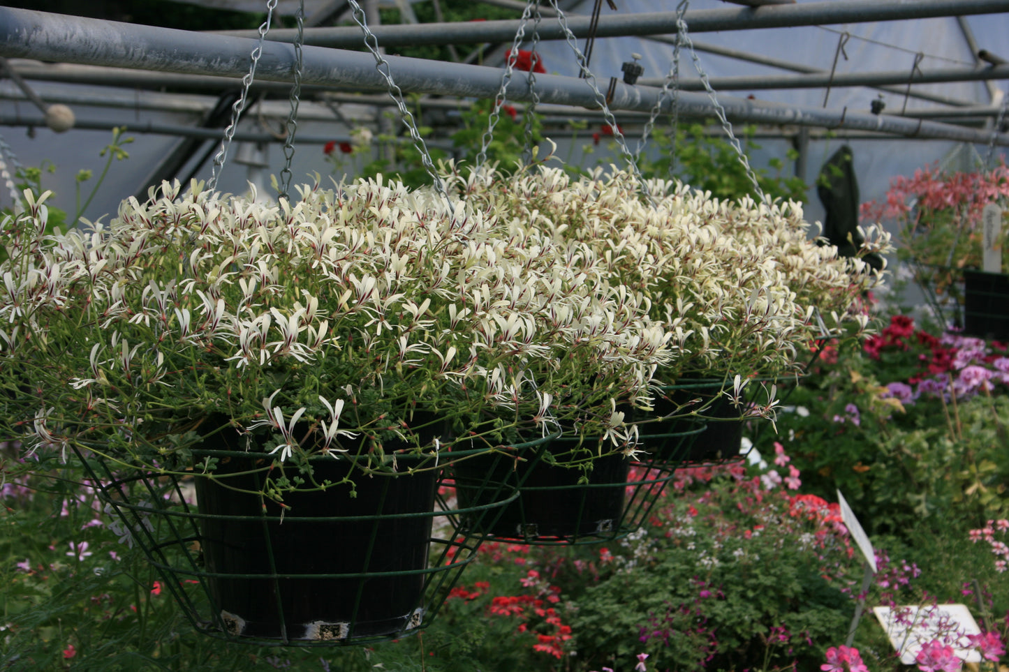 PELARGONIUM trifidum flowers in hanging basket