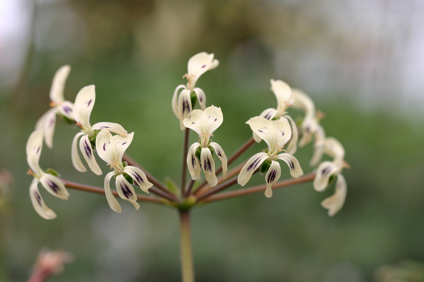 PELARGONIUM triste flowers