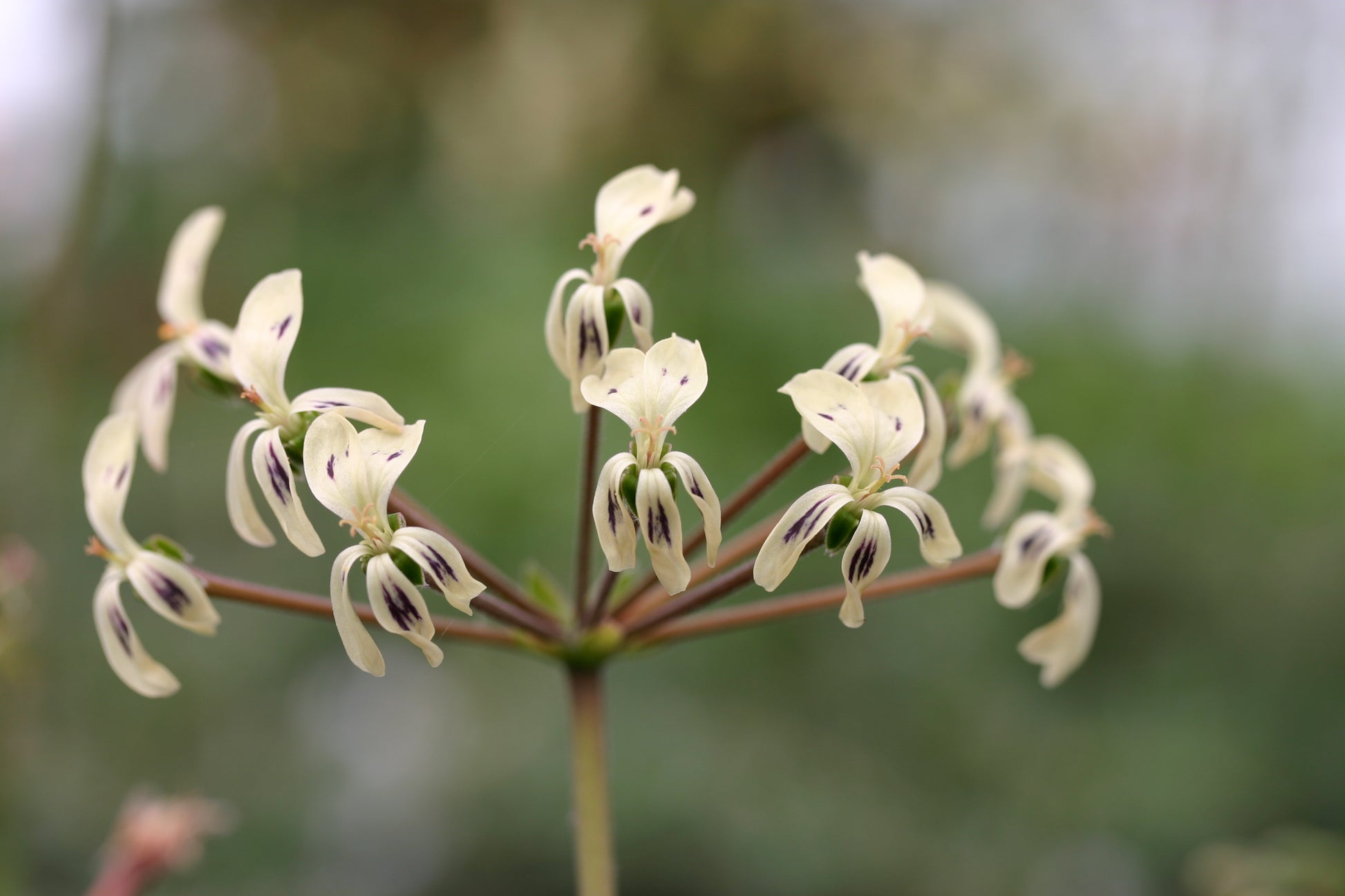 PELARGONIUM triste flowers