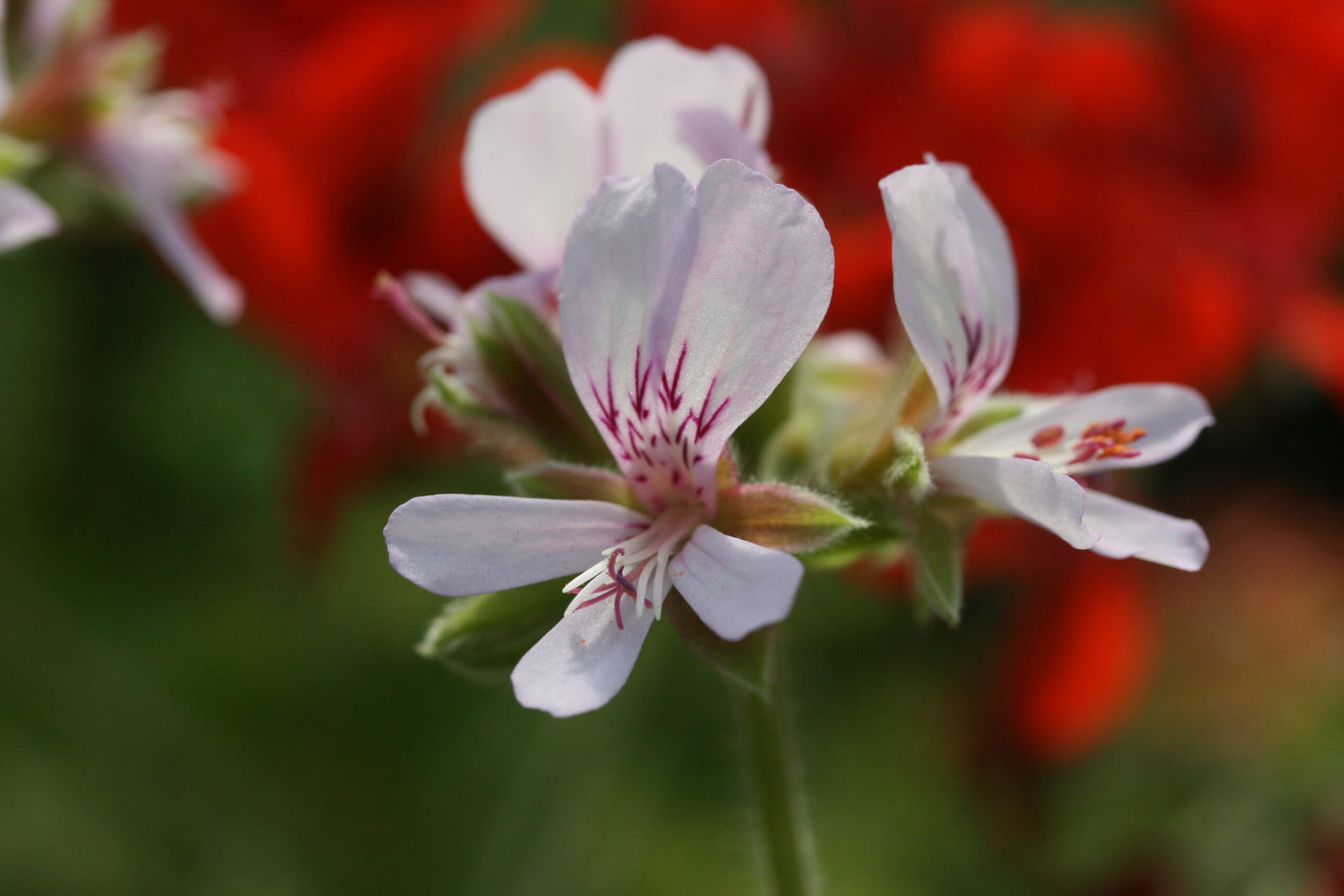 PELARGONIUM vitifolium flower