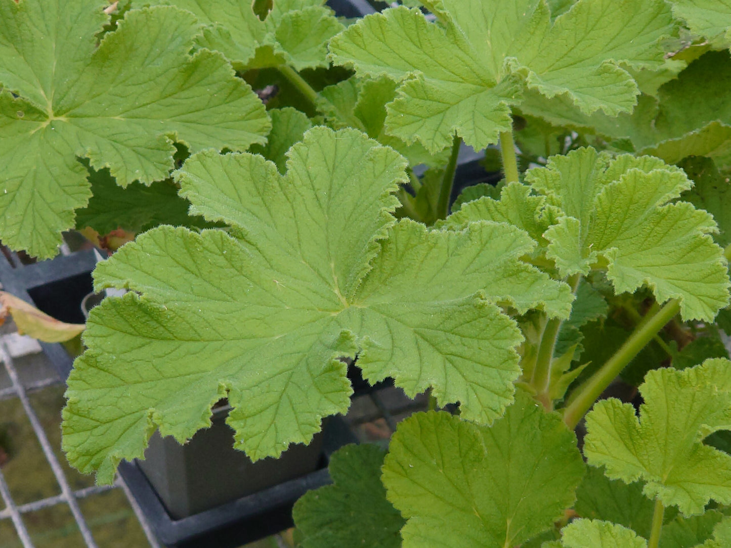 PELARGONIUM vitifolium leaf