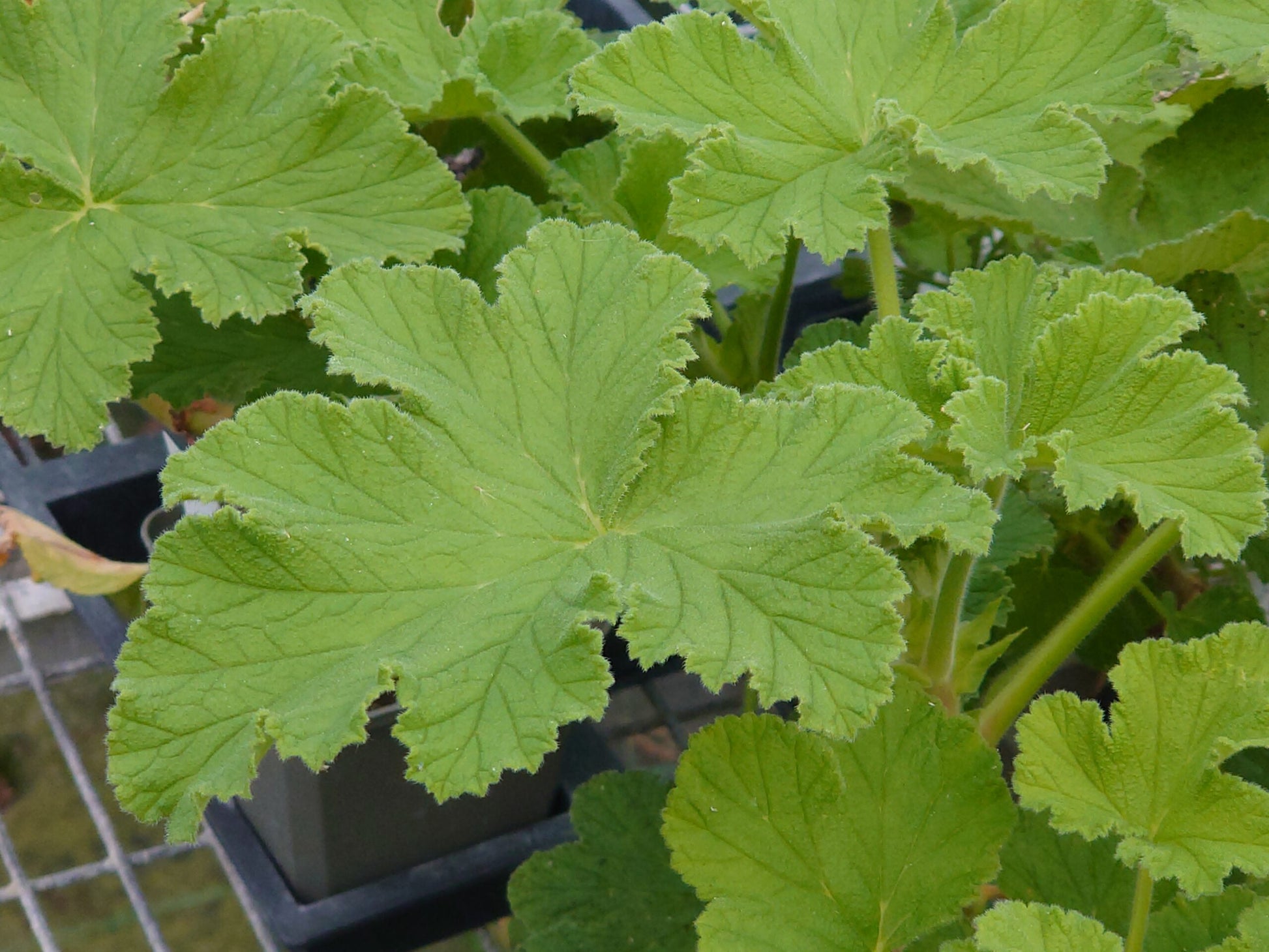 PELARGONIUM vitifolium leaf