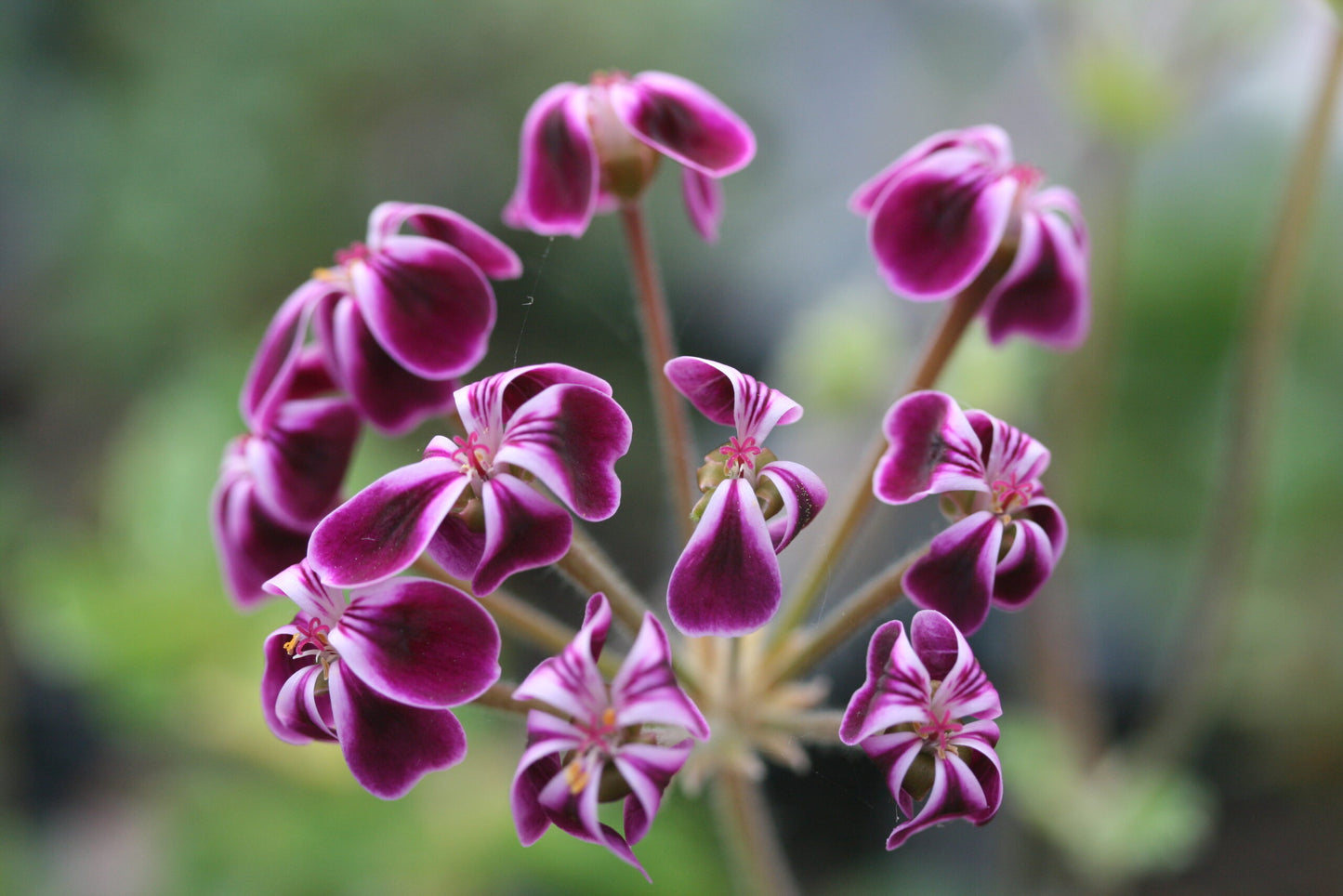PELARGONIUM x Lawrenceanum flowers