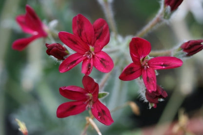 PELARGONIUM x schottii flower