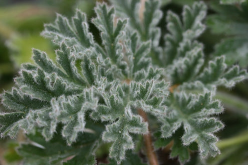 PELARGONIUM x schottii leaf