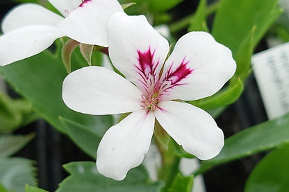 PELARGONIUM x tricuspidatum