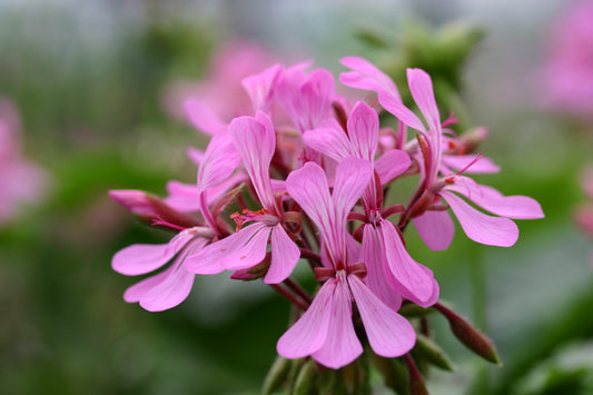 PELARGONIUM zonale close-up flowers