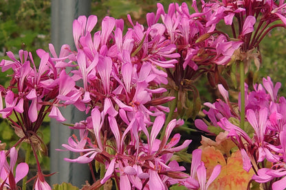 PELARGONIUM zonale flowers