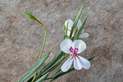PELARGONIUM laevigatum
