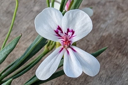 PELARGONIUM laevigatum