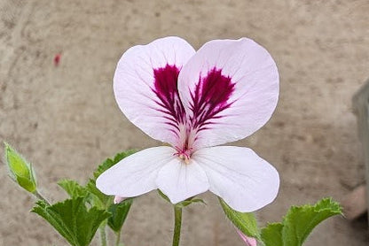 PELARGONIUM Princeanum