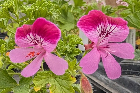 PELARGONIUM Gemstone