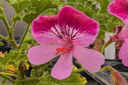 PELARGONIUM Gemstone
