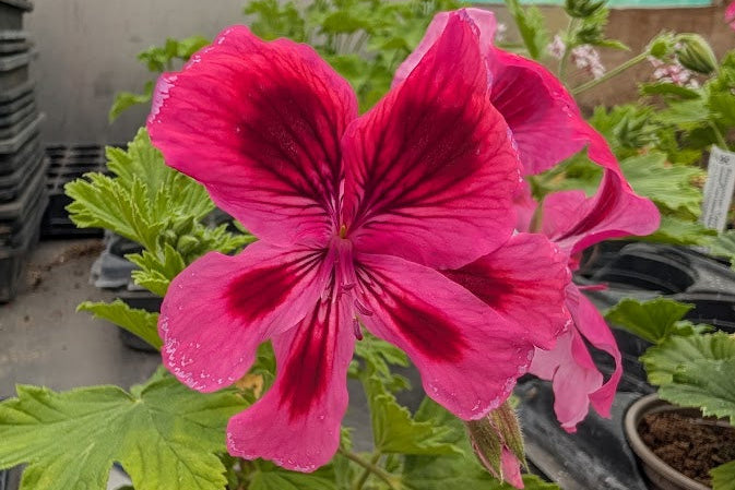 PELARGONIUM Caroline Stone
