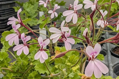 PELARGONIUM Robert Phillips