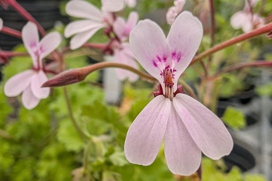 PELARGONIUM Robert Phillips