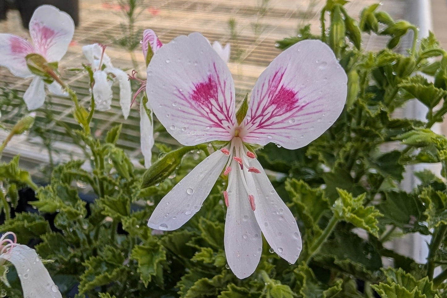 PELARGONIUM Rietje van der Lee
