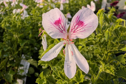 PELARGONIUM Rietje van der Lee