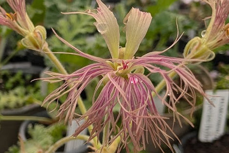 PELARGONIUM bowkeri