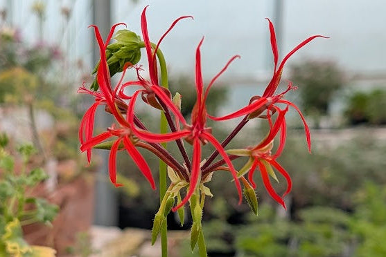PELARGONIUM stenopetalum