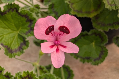 PELARGONIUM alpinum