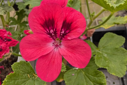 PELARGONIUM Welling