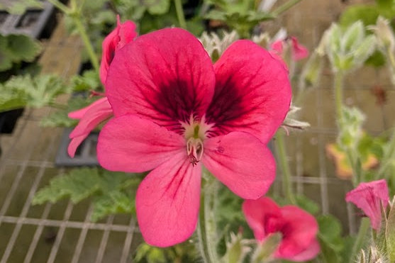 PELARGONIUM Pink Aurore