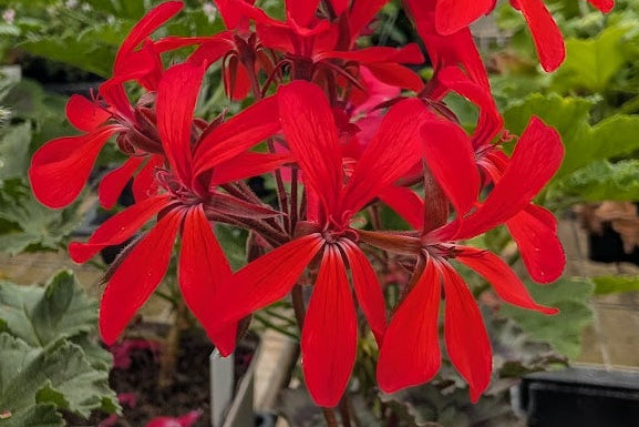 PELARGONIUM Friesdorf